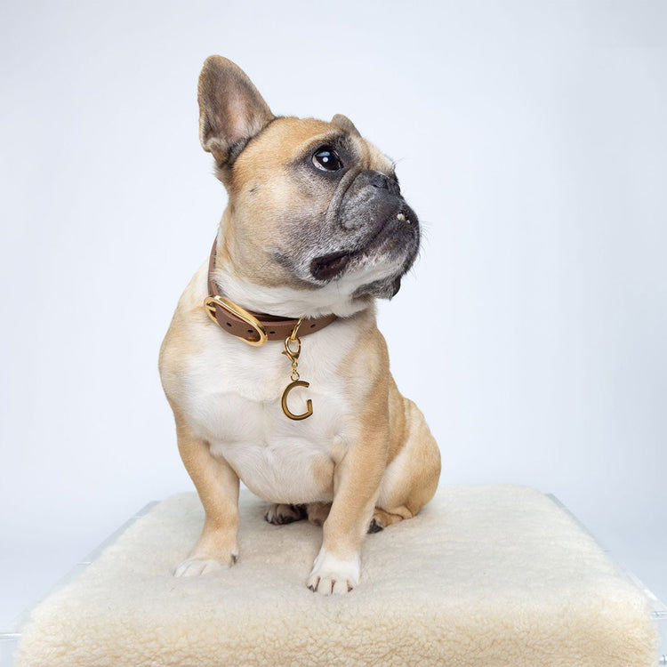 Reversible Pet Collar | Pebbled 5 main