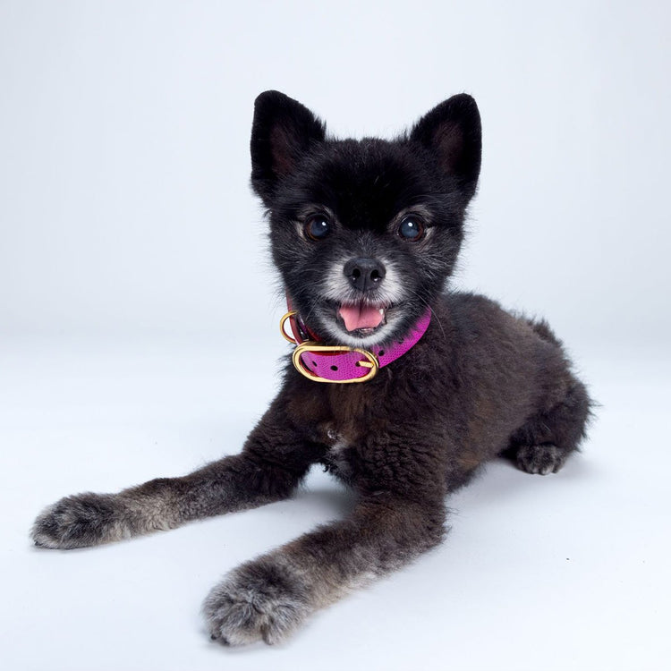 Reversible Pet Collar | Pebbled 5 main